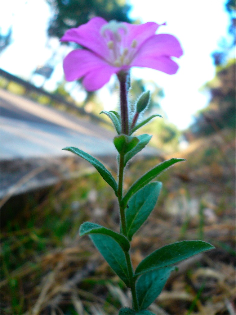 Epilobium hirsutum